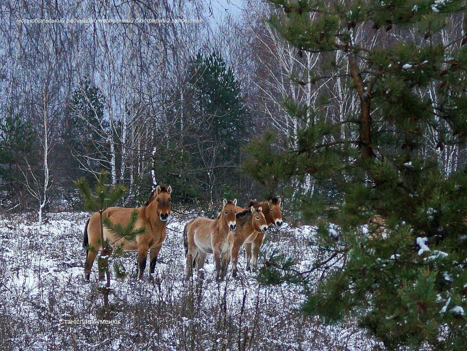 Коні Пржевальського у Чорнобильській зоні