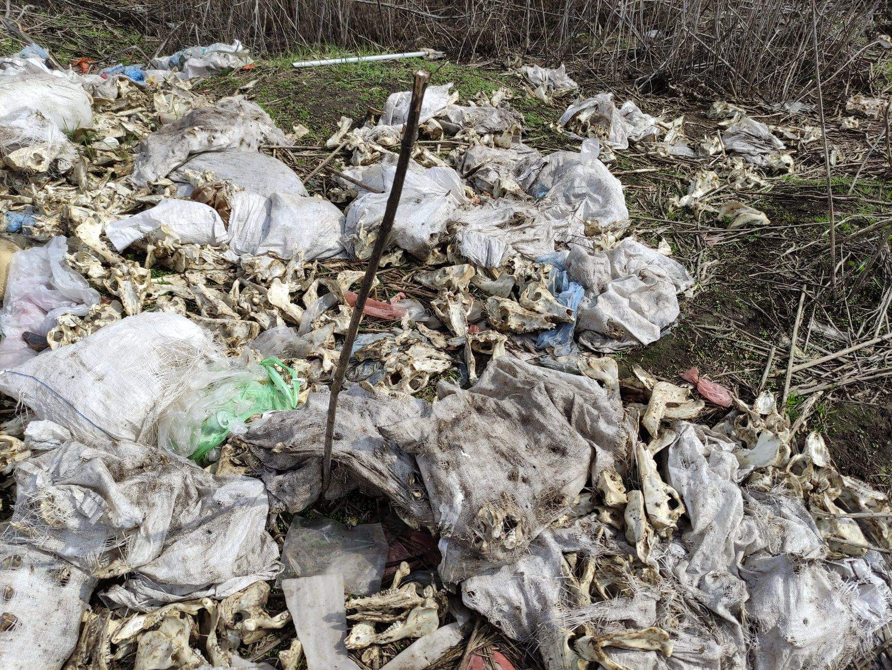 Тварини Кістки Роганська ОТГ Харківщина Волонтери Могильник