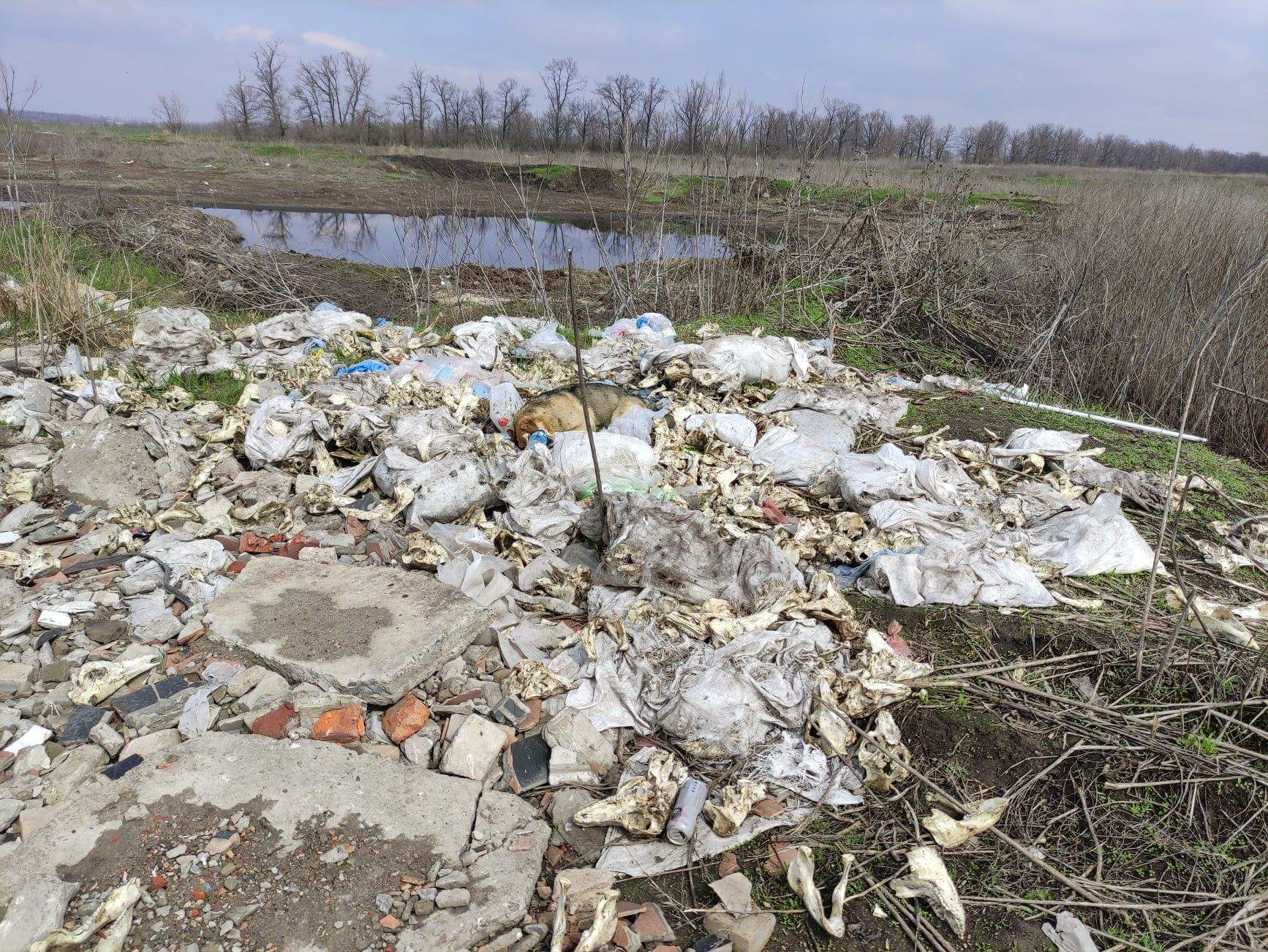 Тварини Кістки Роганська ОТГ Харківщина Волонтери Могильник