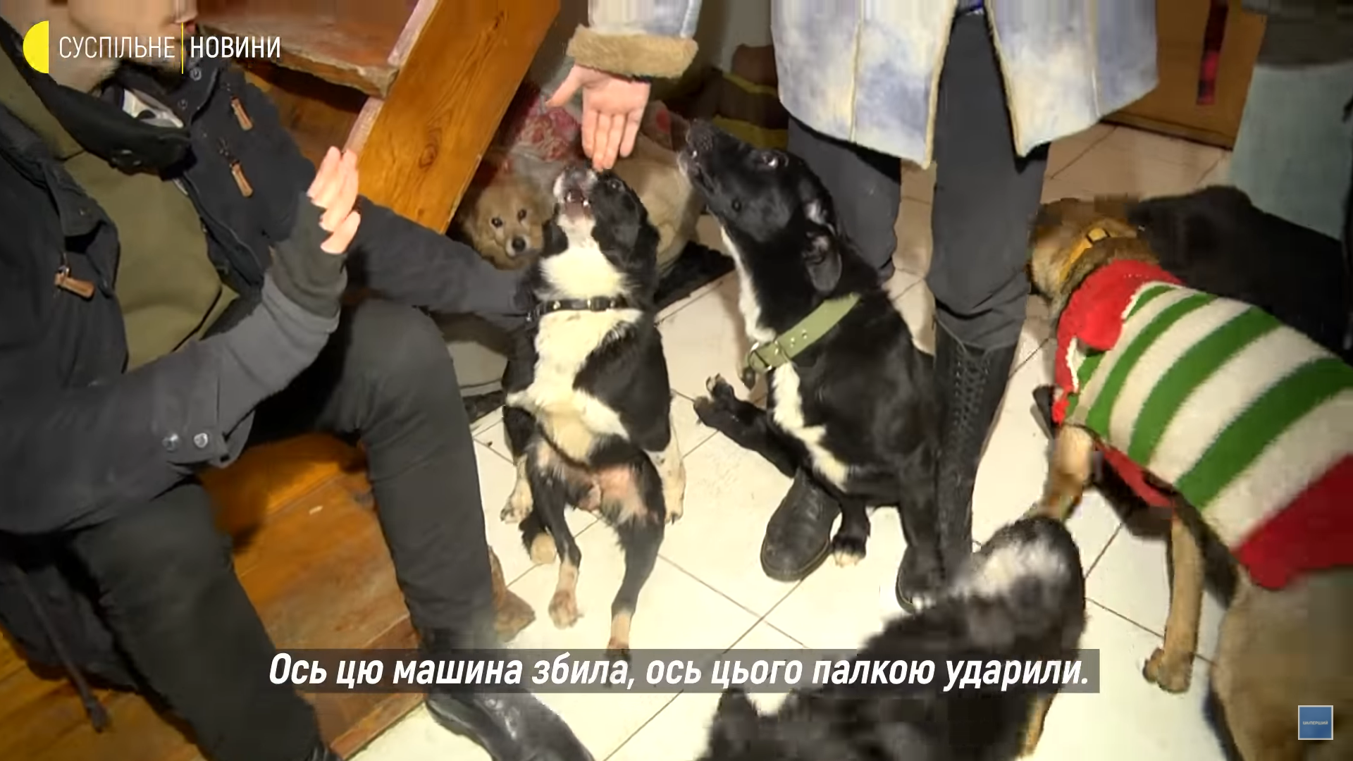 Анастасия Тиха, Ирпень, собаки с инвалидностью, передержка, война России против Украины  
