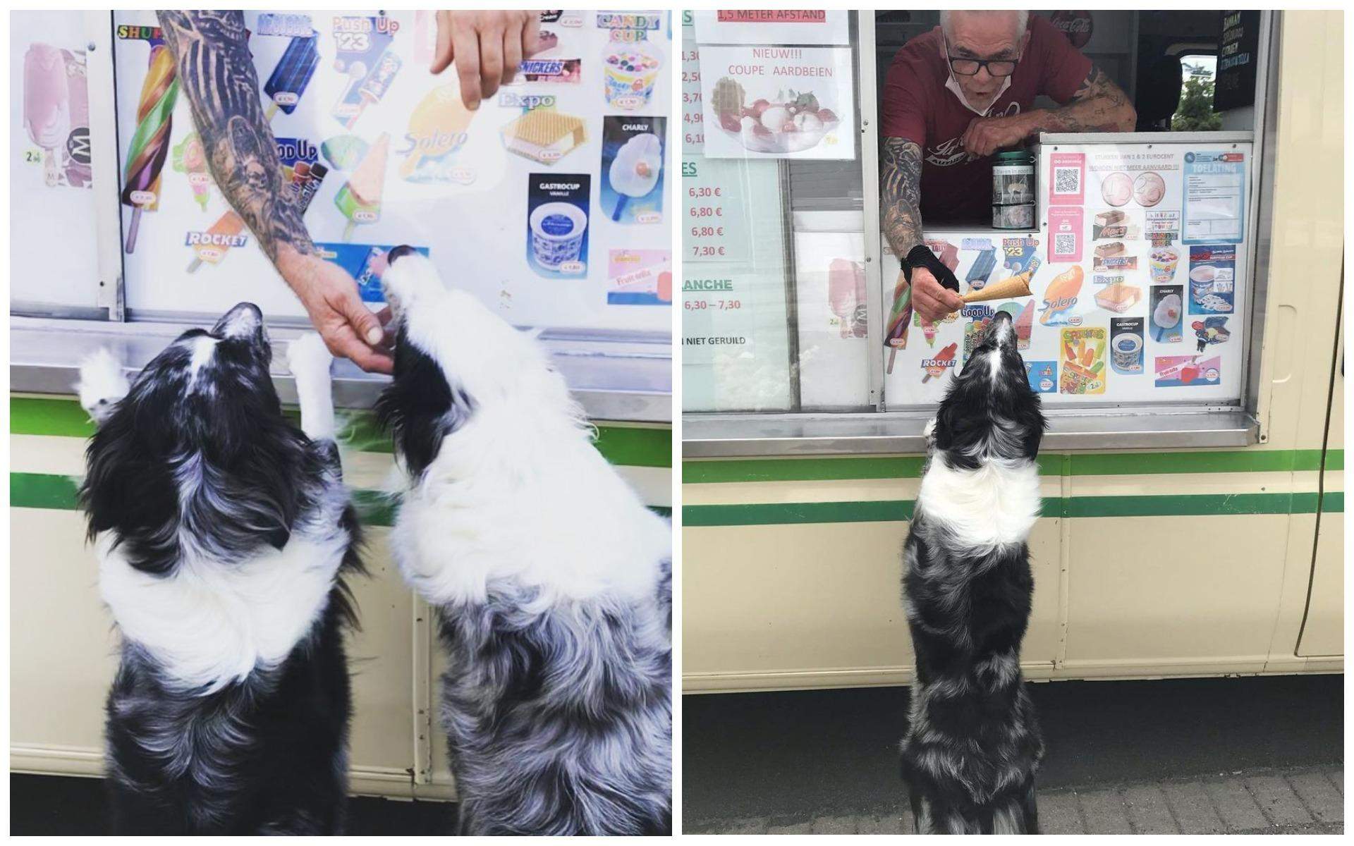 Собака любить морозиво