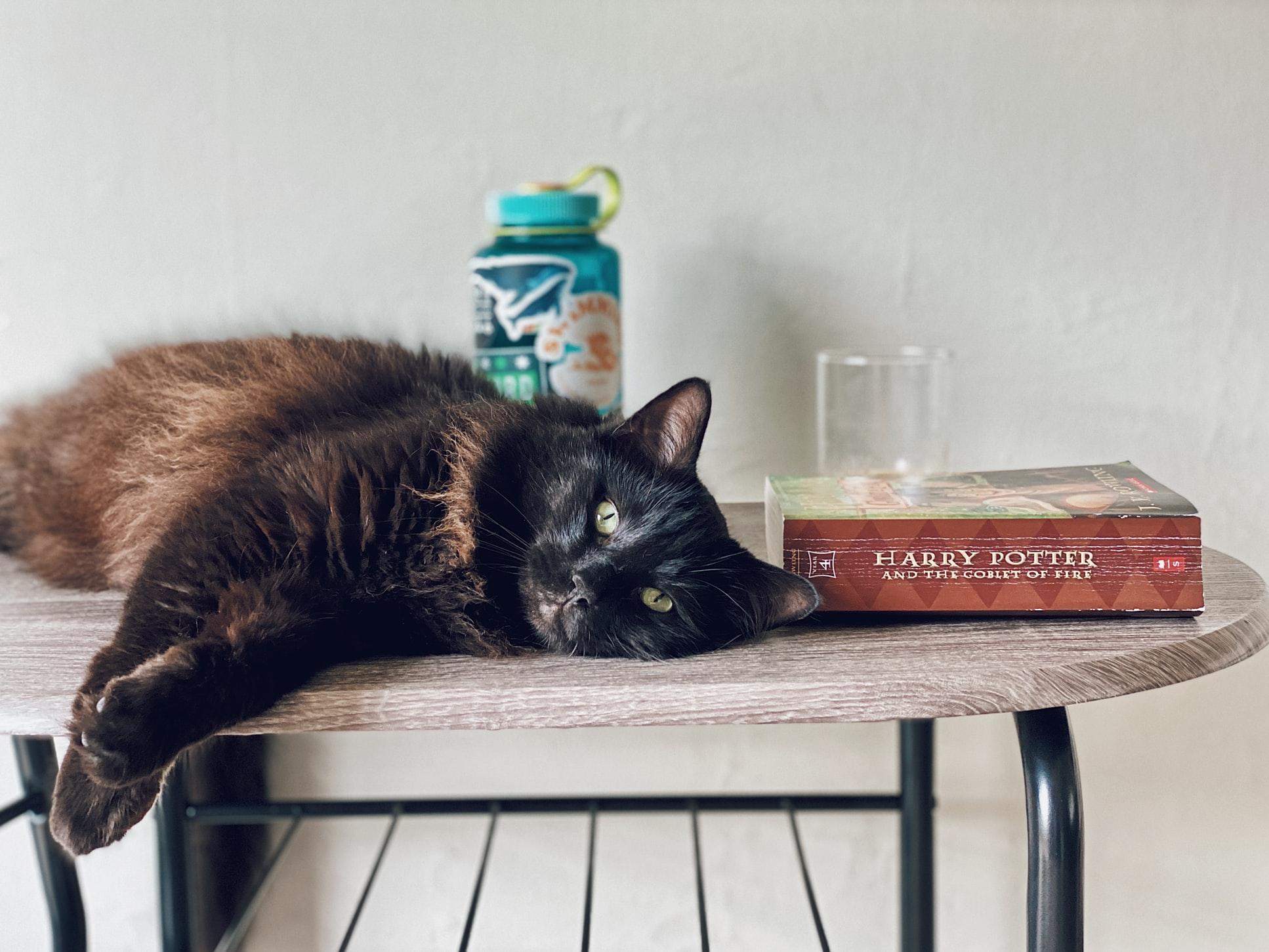 Чому кішки так люблять скидувати речі зі столу: 3 несподівані причини