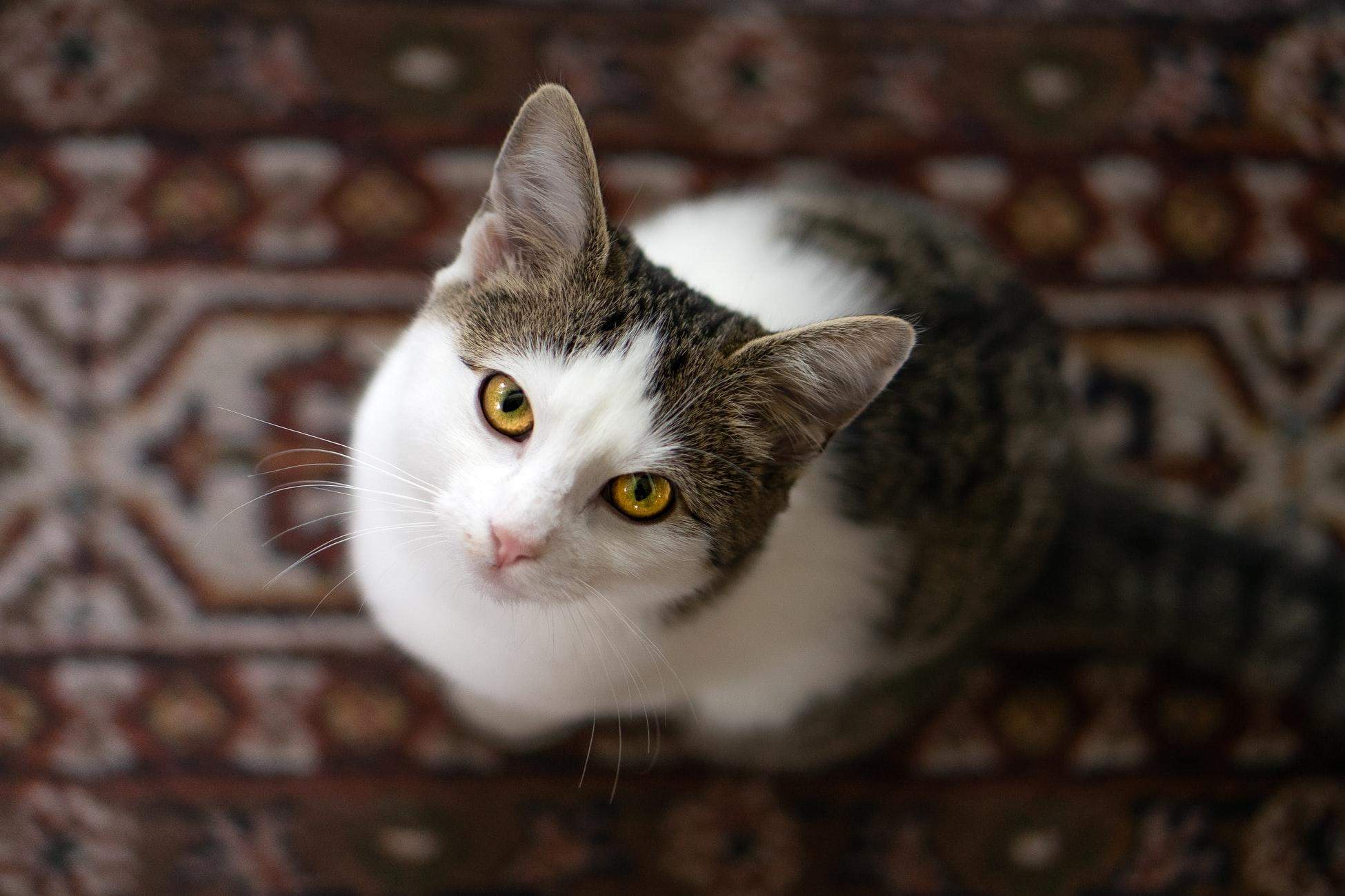 Почему полезно иметь кота Почему полезно иметь кота
