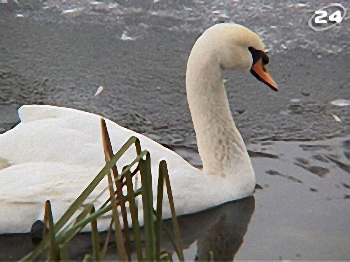 Велике переселення