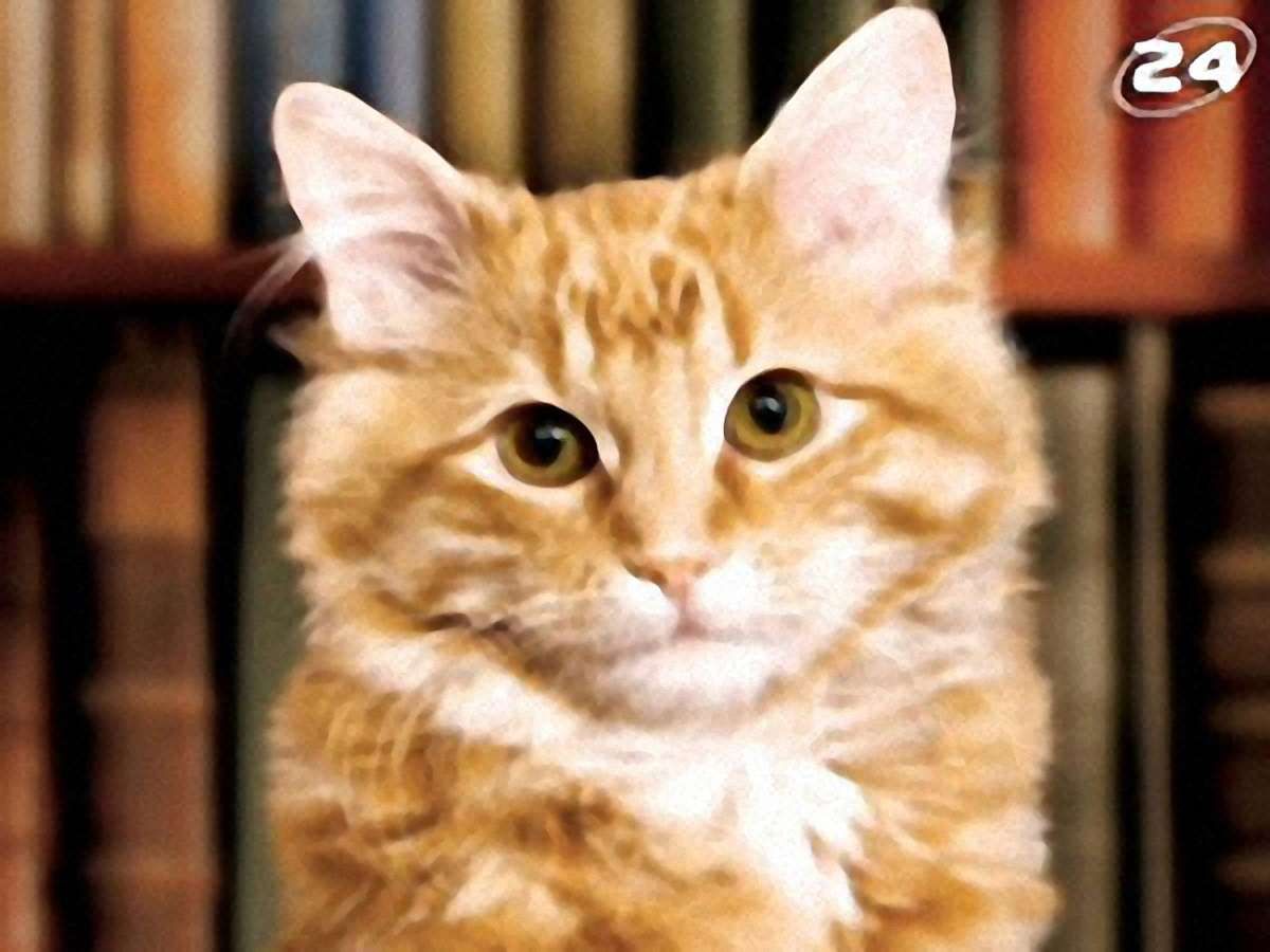 Стріп і рудий кіт Стріп і рудий кіт