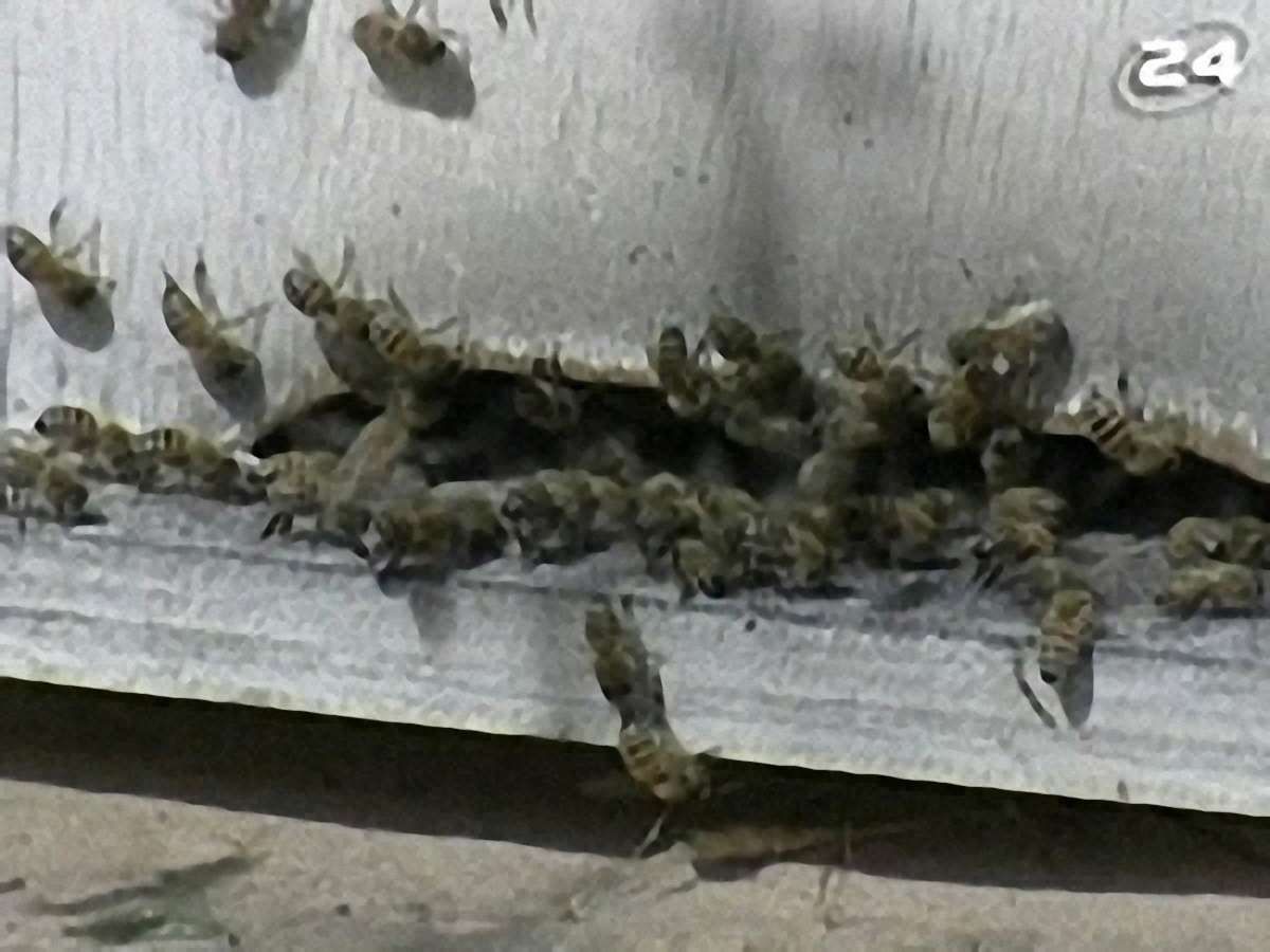 Злі бджоли