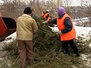 Ялинки після свят