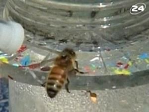 Бджоли і наркотики Бджоли і наркотики