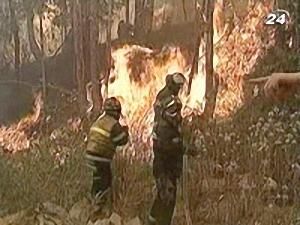 Лісові пожежі - 28 грудня 2009 - Телеканал новин 24