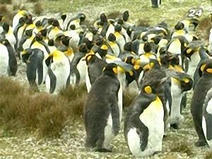 Перепис пінгвінів
