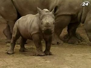 Народження носорога