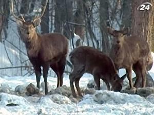 Екологічний туризм