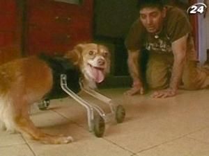 Пес-інвалід