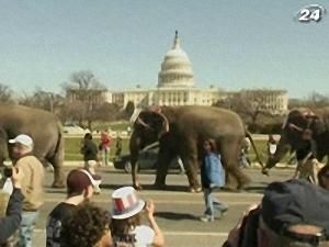 Слони перед Конгресом