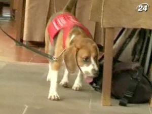 Собака не лише найкращий друг людини, але і найлютіший ворог термітів. Собака не лише найкращий друг людини, але і найлютіший ворог термітів.