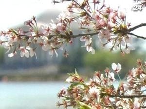 У Вашингтоні проходить традиційний фестиваль цвітіння вишень