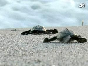 Влада Сальвадору намагається врятувати від вимирання черепах бісса Влада Сальвадору намагається врятувати від вимирання черепах бісса