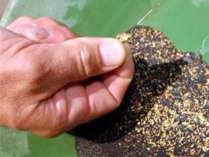 Видобутком золота в Україні зацікавлені американські інвестори Видобутком золота в Україні зацікавлені американські інвестори