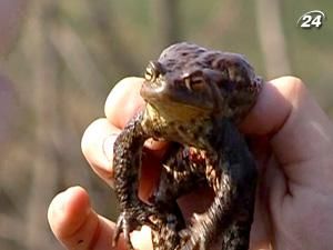 На Закарпатті виловлюють і готують жаб’ячі стегенця На Закарпатті виловлюють і готують жаб’ячі стегенця