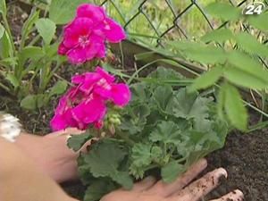 Копирсання в землі чудово оздоровлює організм Копирсання в землі чудово оздоровлює організм