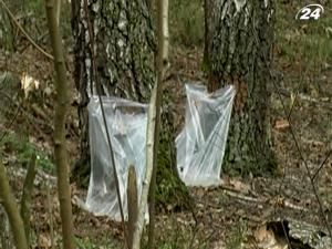 Розпочався збір березового соку на Волині Розпочався збір березового соку на Волині