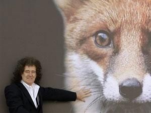 Гітарист Queen не дасть знищити борсуків Гітарист Queen не дасть знищити борсуків