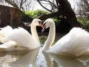 В британському зоопарку поселились лебеді-гомосексуалісти В британському зоопарку поселились лебеді-гомосексуалісти
