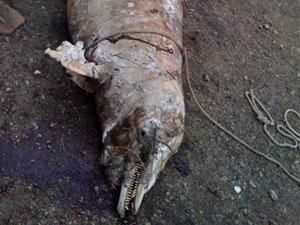 Морська охорона затримала браконьєрів, які вбили більше 30 дельфінів Морська охорона затримала браконьєрів, які вбили більше 30 дельфінів