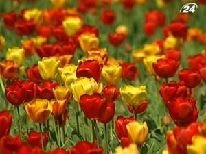 Сто тисяч тюльпанів розквітли в Нікітському ботанічному саду - 14 квітня 2010 - Телеканал новин 24 Сто тисяч тюльпанів розквітли в Нікітському ботанічному саду - 14 квітня 2010 - Телеканал новин 24
