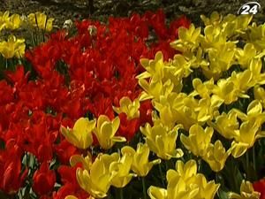 Сто тисяч тюльпанів розквітли в Нікітському ботанічному саду - 14 квітня 2010 - Телеканал новин 24