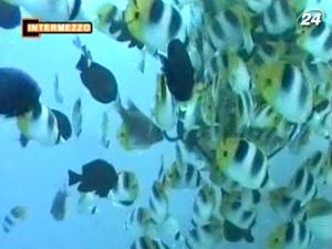 Бора-Бора - краса, нескінченні пляжі, ритуальні танці та співи Бора-Бора - краса, нескінченні пляжі, ритуальні танці та співи