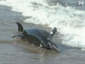 46 мертвих дельфінів виявили прикордонники в браконьєрських сітках в Чорному морі