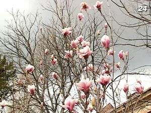У Львівському ботанічному саду зацвіли магнолії - 16 квітня 2010 - Телеканал новин 24 У Львівському ботанічному саду зацвіли магнолії - 16 квітня 2010 - Телеканал новин 24