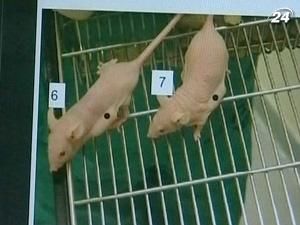 В Ізраїлі винайшли новий спосіб лікування чуми XXI століття В Ізраїлі винайшли новий спосіб лікування чуми XXI століття