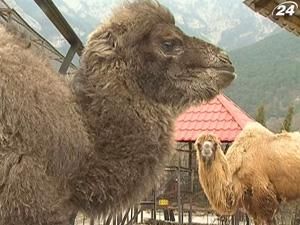 У Ялтинському зоопарку народилися маленькі верблюжата У Ялтинському зоопарку народилися маленькі верблюжата