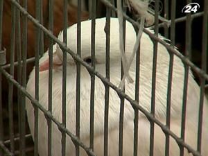 Нові породи голубів вивели кримські любителі пернатих Нові породи голубів вивели кримські любителі пернатих