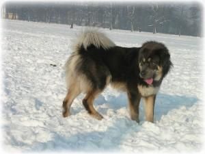 Китайці купують собак замість брильянтів, щоб підкреслити статус Китайці купують собак замість брильянтів, щоб підкреслити статус