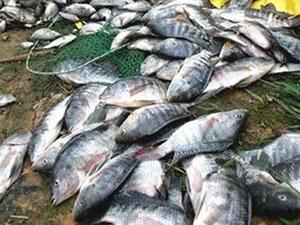 МНС не бачило мертвої риби на Київському водосховищі