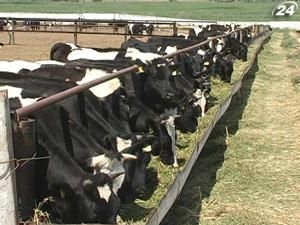 Худобу годуватимуть експортним зерном Худобу годуватимуть експортним зерном