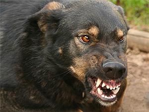 У Харкові від початку року постраждало більше 740 осіб від укусів собак
