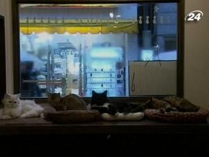 У Тайвані відкрилось кафе з котами