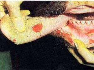 Україна заборонила ввіз худоби із Японії Україна заборонила ввіз худоби із Японії