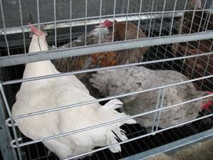 Україна зняла заборону на ввіз птиці із Росії Україна зняла заборону на ввіз птиці із Росії