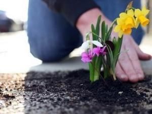 Садівник-ентузіаст з Лондона засаджує вибоїни квітами