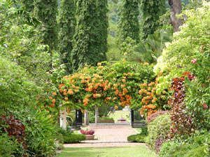 Майже 60 нових видів тварин знайшли на Борнео Майже 60 нових видів тварин знайшли на Борнео