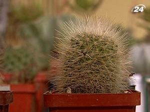 Колючі квіти Колючі квіти