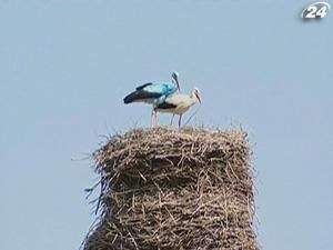У німецькому селі Біґен живе синій лелека У німецькому селі Біґен живе синій лелека