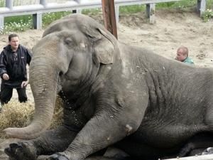 У Київському зоопарку надзвичайна подія У Київському зоопарку надзвичайна подія