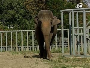 У київському зоопарку помер 40-річний слон Бой - 26 квітня 2010 - Телеканал новин 24