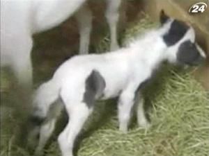 В США народився найменший у світі коник В США народився найменший у світі коник